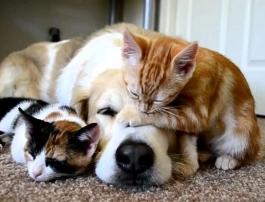 Προσοχή: Αυτές είναι οι 7 ασθένειες που μεταδίδονται από τα κατοικίδια